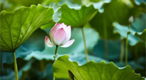【三伏天養(yǎng)生】三伏天養(yǎng)生有六大禁忌，你知道嗎？記得分享給家人知道！