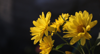 【養(yǎng)生知識(shí)】入秋菊花藥膳，美味營(yíng)養(yǎng)、養(yǎng)生保?。? />
                    </a>
                </div>
            </li>
            
            <li id=