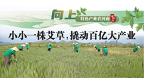 【行業(yè)資訊】向上，特色產(chǎn)業(yè)看河南：南陽艾區(qū)域品牌正在叫響！