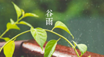 【二十四節(jié)氣灸】谷雨節(jié)氣脾土濕，艾灸降濕濁，脾旺不受邪！