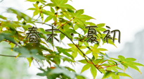 【艾灸養(yǎng)生】春末夏初：上熱下寒癥狀，補(bǔ)不如疏通淤堵，試試艾灸吧！